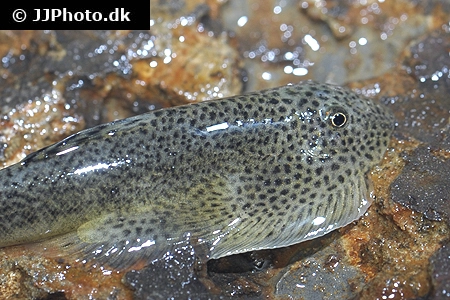 Spættet Finnesuger (beaufortia leveretti)
