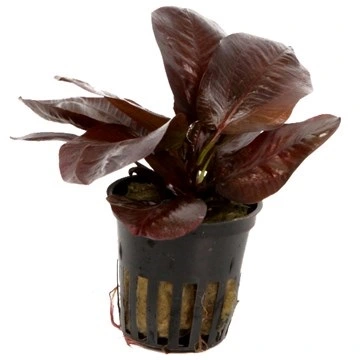 Tropica PCS Pot Echinodorus Reni x 3