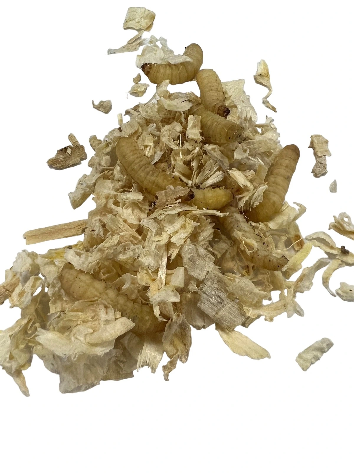 Voksmøl larver (Galleria mellonella) 30 stk