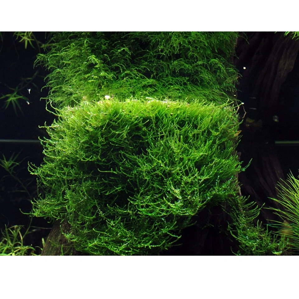 Tropica Taxiphyllum barbieri 'Bogor Moss' 1-2-GROW