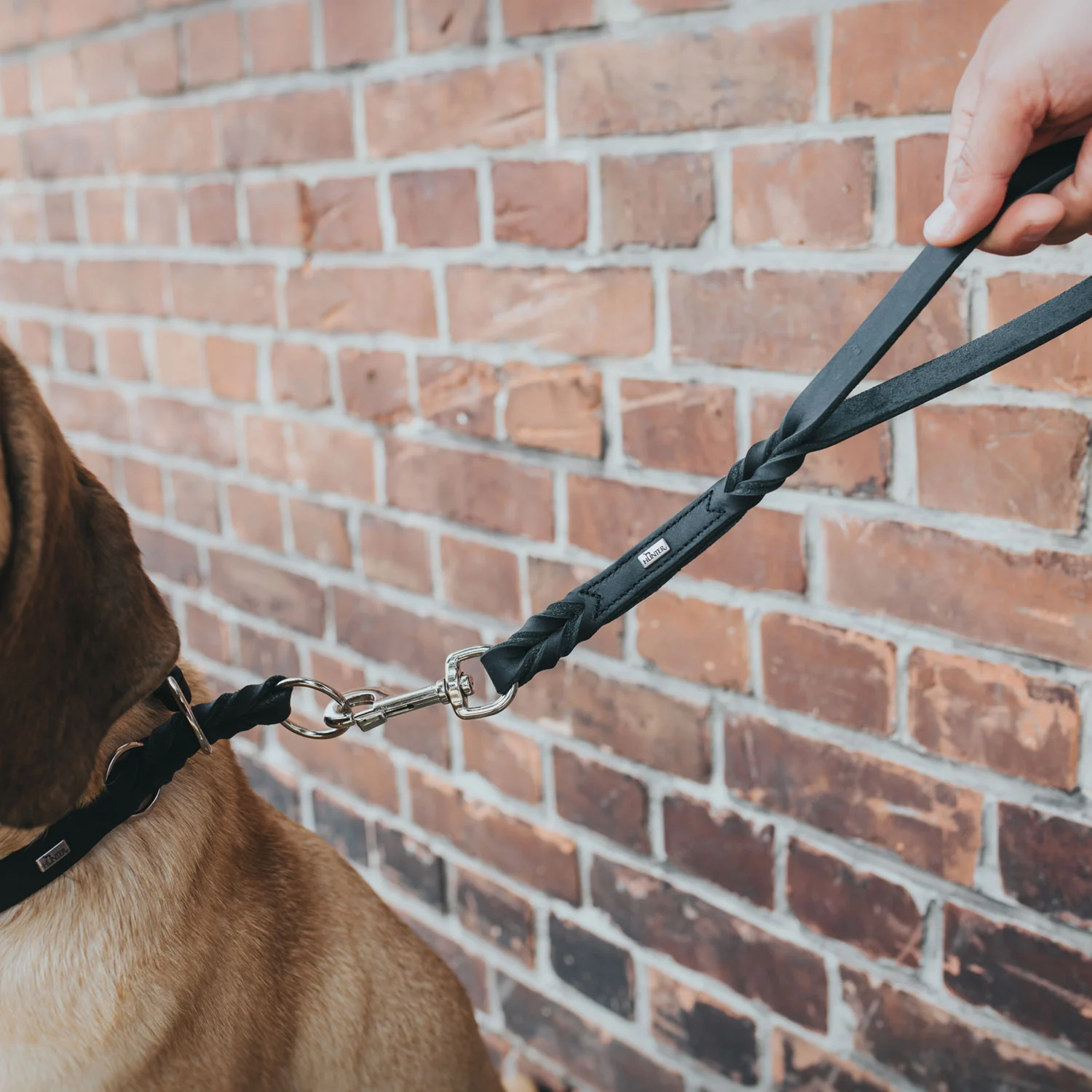 Hunter Kort Hundesnor Solid Education sort