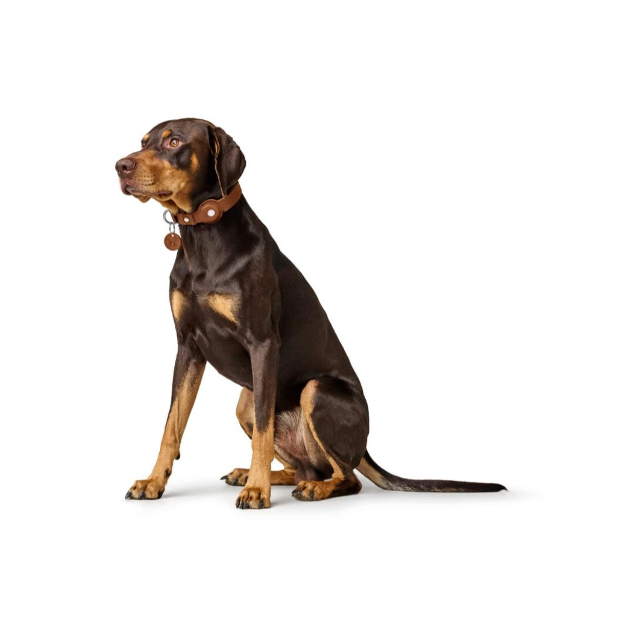 Hunter Viborg AirTag Halsbånd Cognac M 55 - Justerbar 42-48 cm