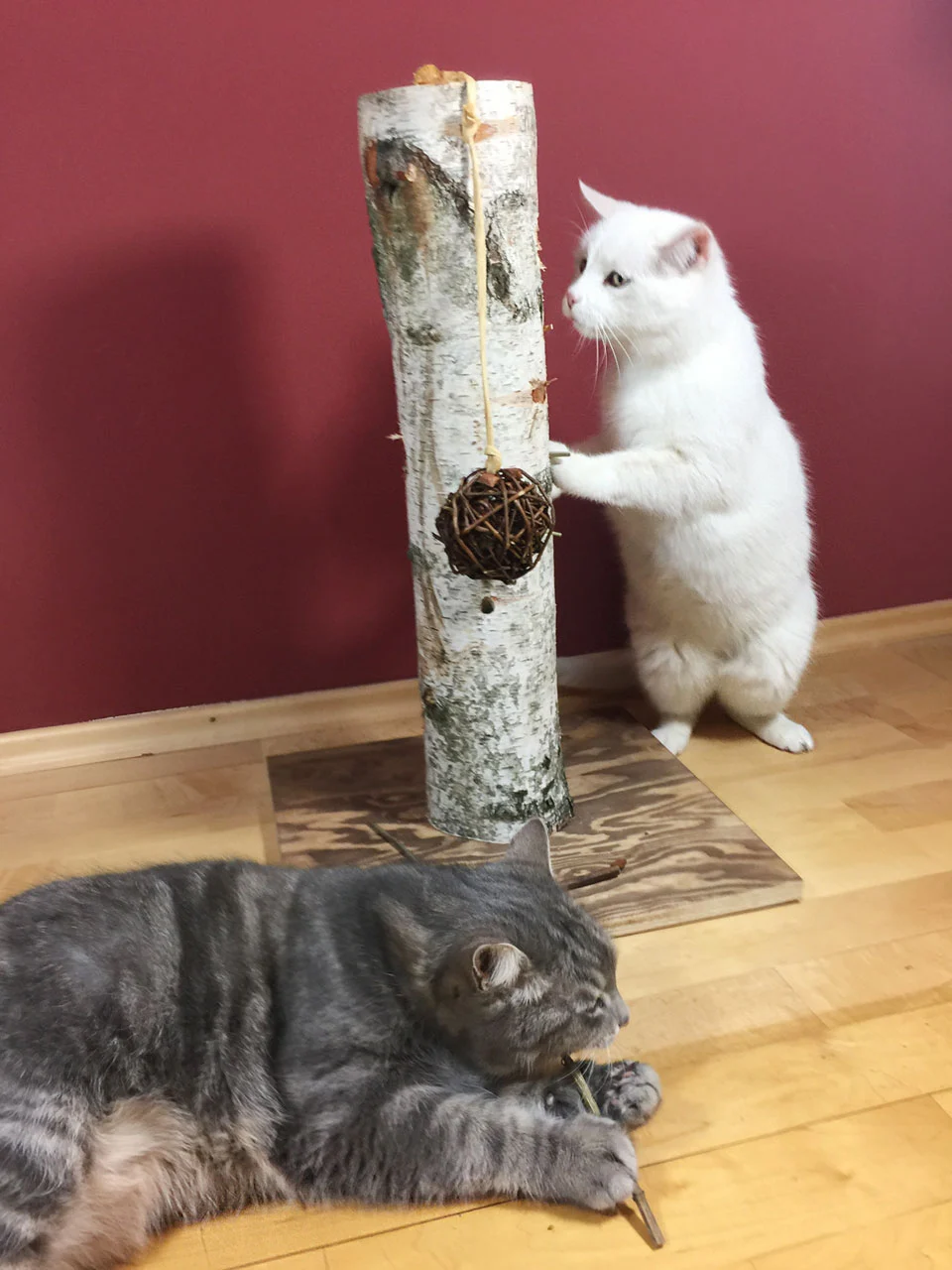 JR Farm Kat Naturligt Aktivitetstræ