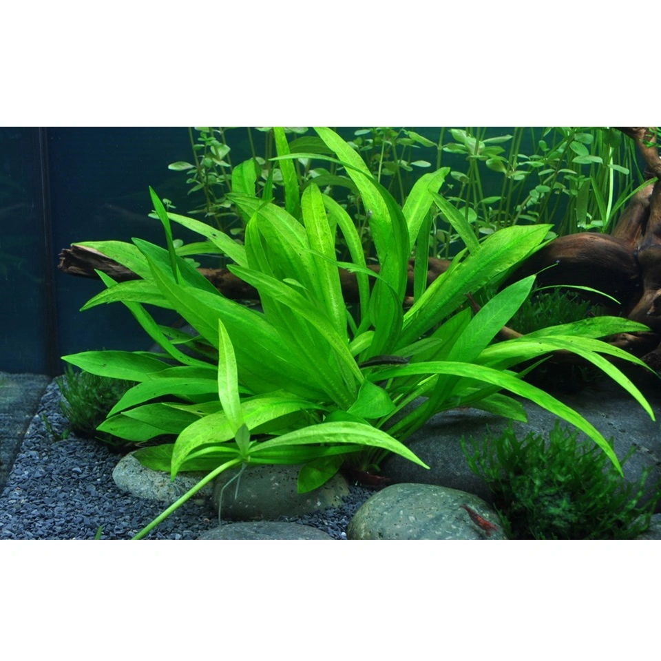 Tropica Helanthium Quadricostatus 1-2-GROW