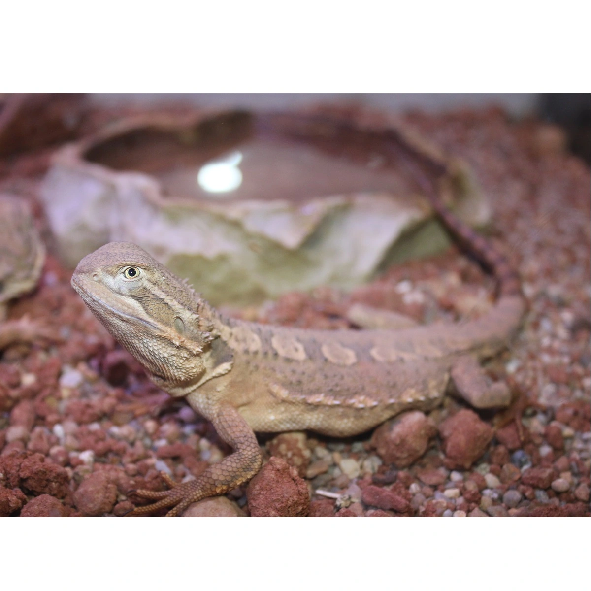 Dværgskægagame ungdyr (Pogona Henrylawsoni)
