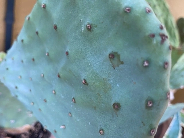 Figenkaktus til landskildpadder (Opuntia ficus indica)