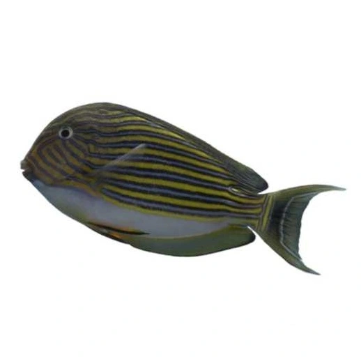 Acanthurus lineatus stripet kirurgfisk