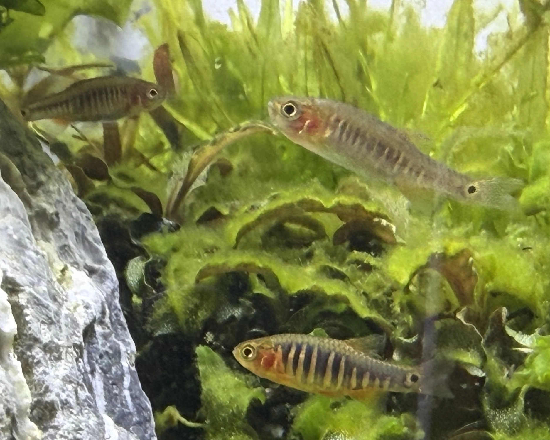 Regnbue Dværg Danio (Microrasbora erythromicron)