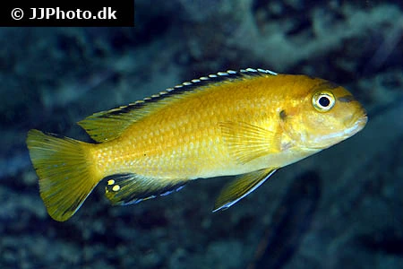 Citron Cichlide (Labidochromis caeruleus) sp. Golden