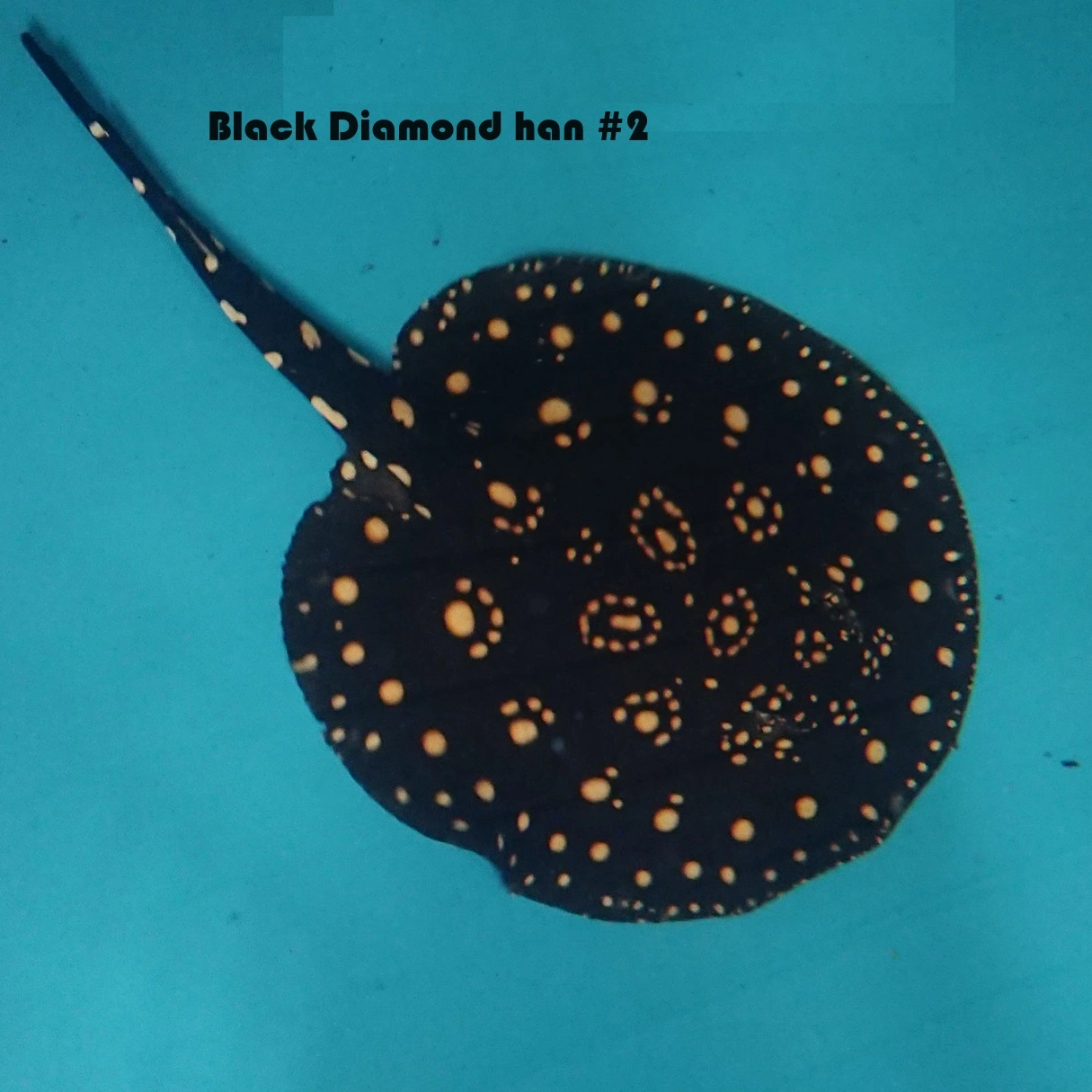 Ferskvandsrokke Potamotrygon Leopoldi - Black Diamond Han Ø 40 cm