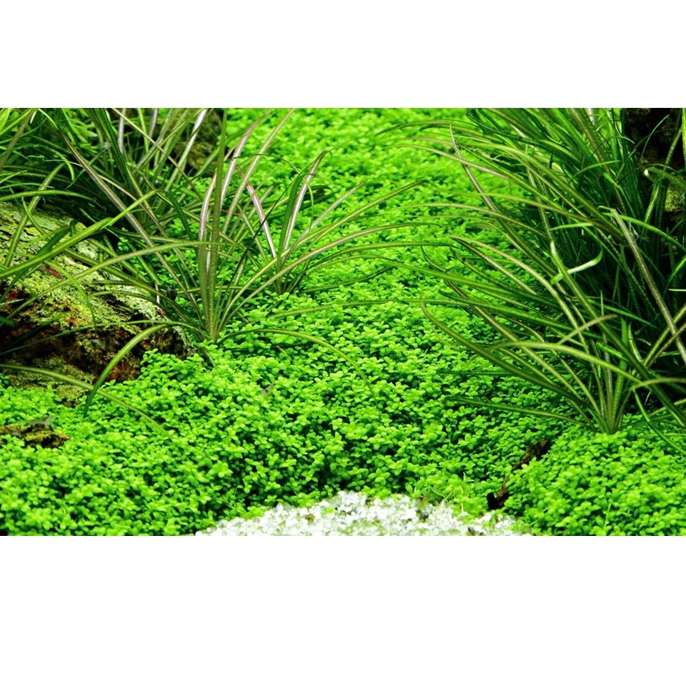 Tropica Akvaieplante i potte Micranthemum callitrichoides Cuba