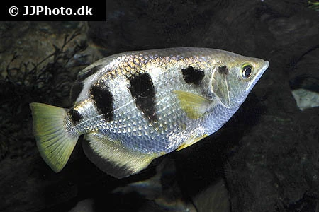 Skyttefisk (Toxotes jaculatrix)