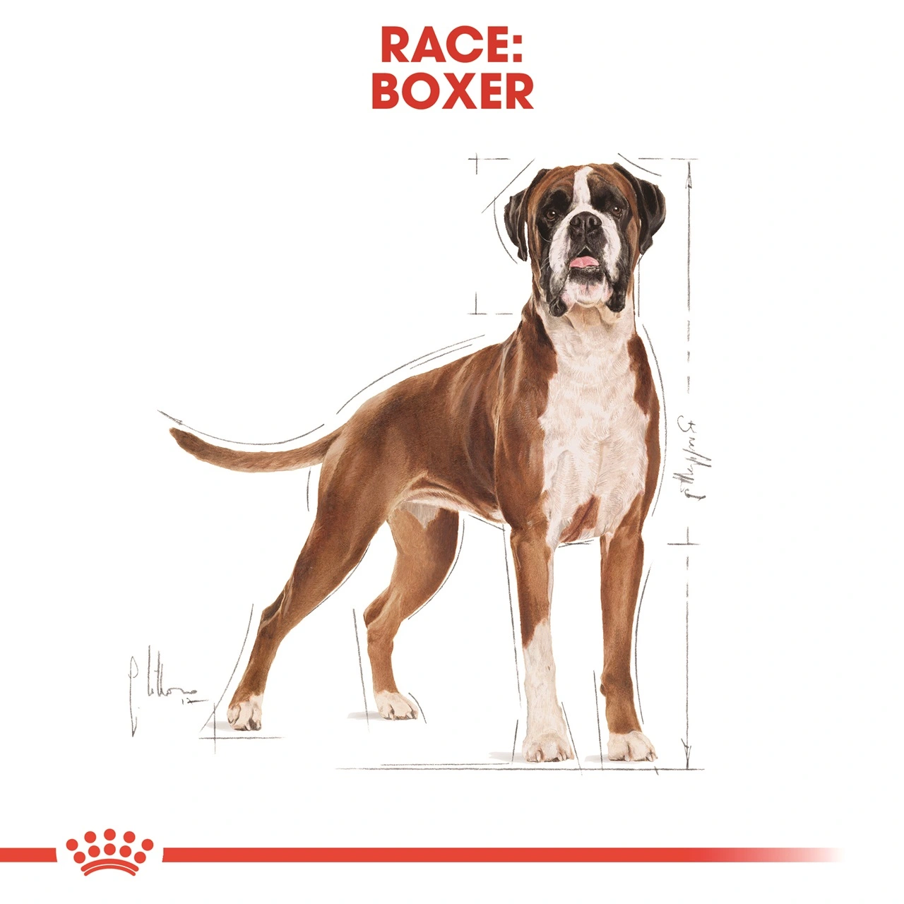 Royal Canin Boxer Adult 12 kg - fuldfoder til voksne boxere