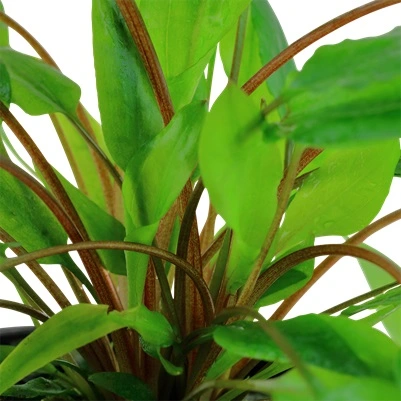 Tropica Akvarieplante i potte Cryptocoryne wendtii Green