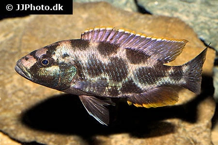Kalingono Cichlide (Nimbochromis livingstonii)