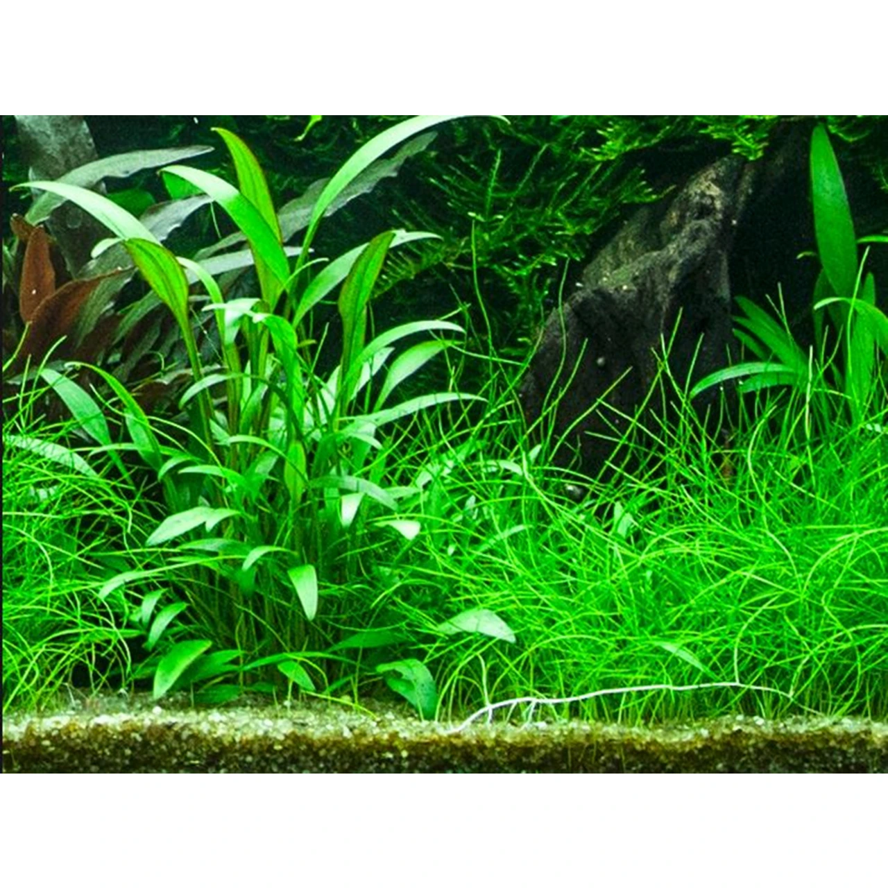 Tropica PCS Pot Cryptocoryne x willisii x 3