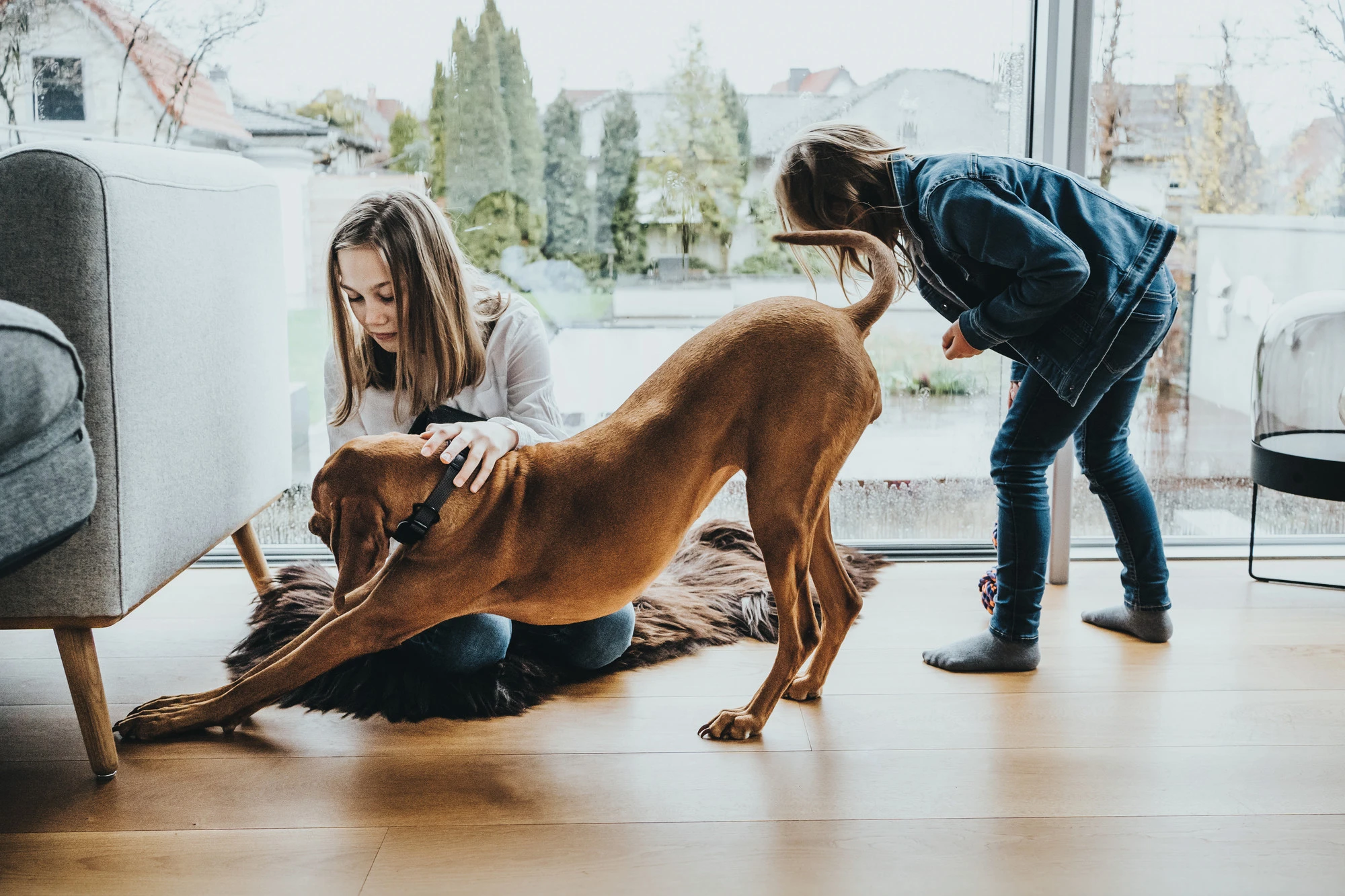 Hunter Halsbånd Divo XL Petrol/Grå - justerbart hundehalsbånd (55-65 cm, B 5,5 cm)