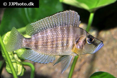 Altolamprologus compressiceps