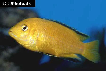 Citron Cichlide (Labidochromis caeruleus) sp. Golden