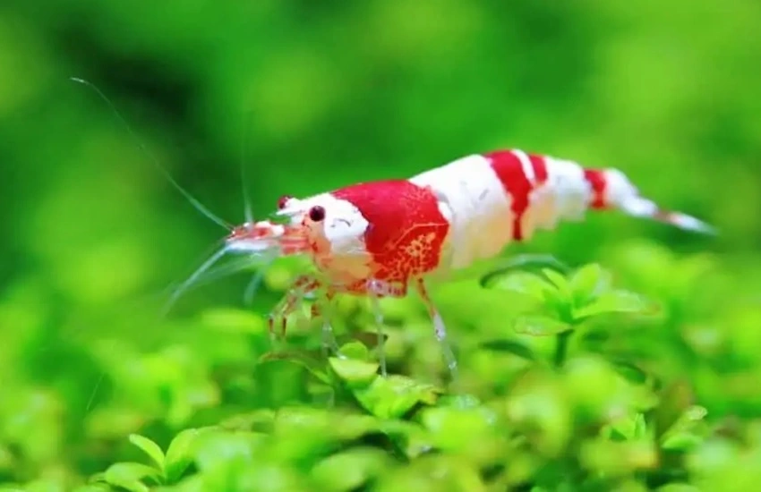Krystalrøde Rejer (Caridina cantonensis Variant Crystal Red Shrimp)