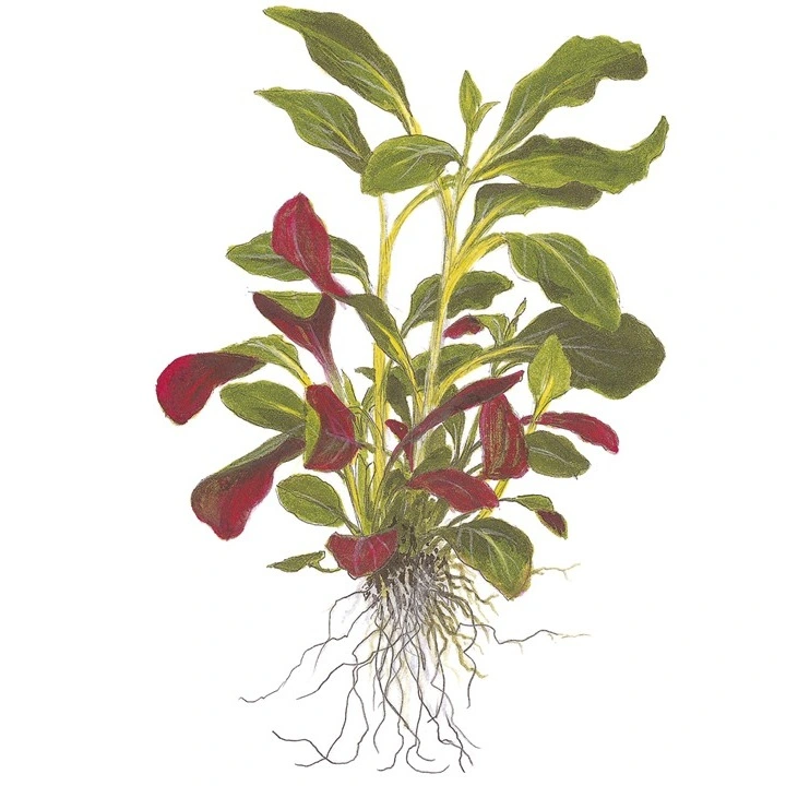 Tropica Akvarieplante i potte Lobelia cardinalis