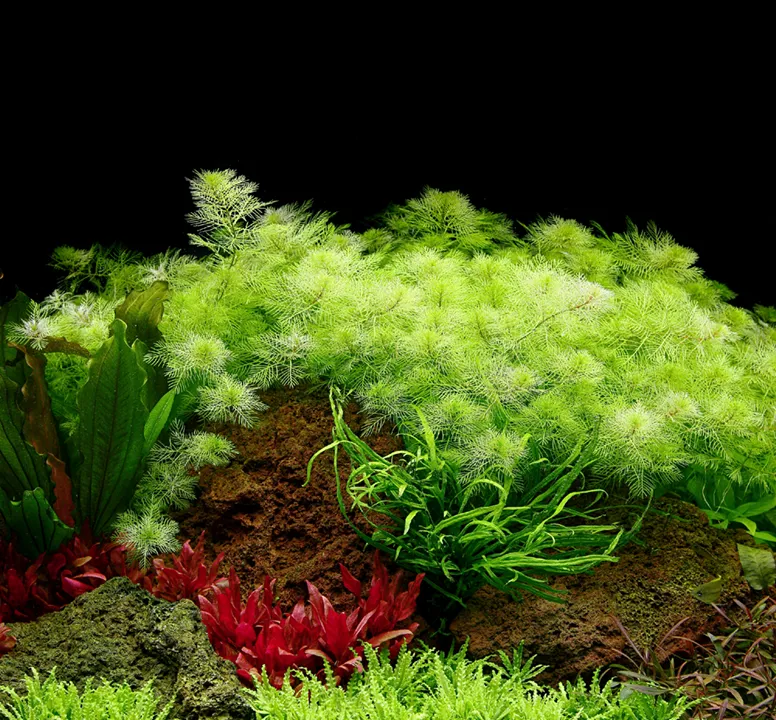 Tropica Akvarieplante i potte Myriophyllum mattogrossense