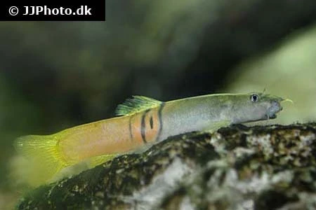Sumo Smerling (Schistura balteata)