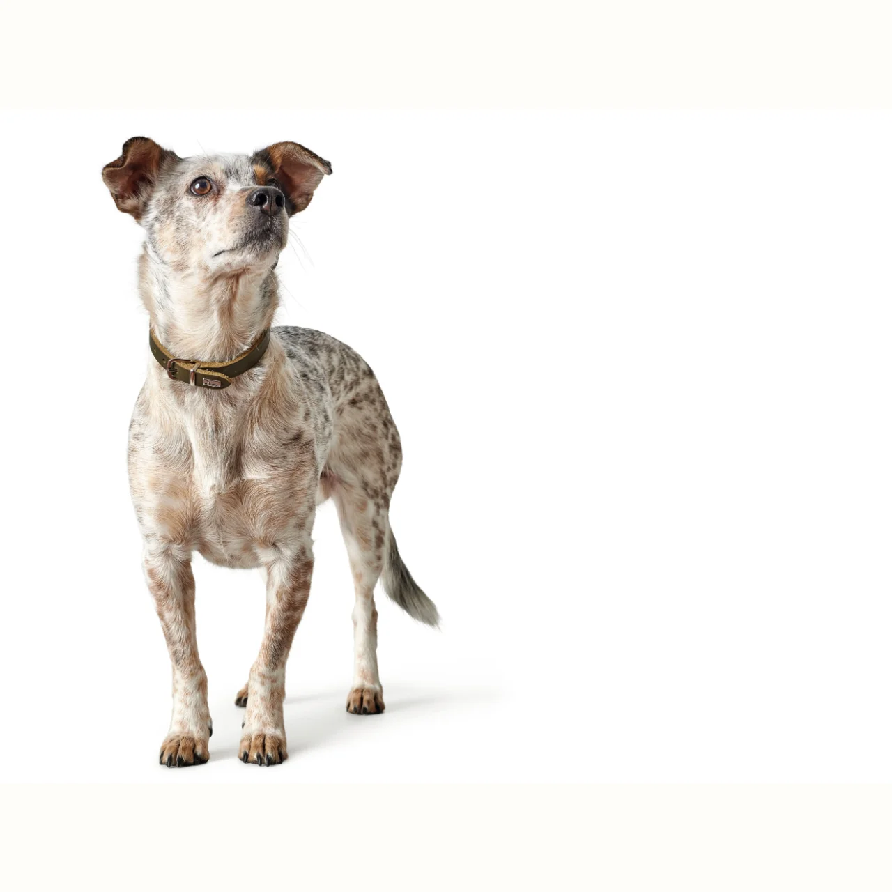 Hunter Aalborg Sport Oliven 37 hundehalsbånd - 28-33 cm