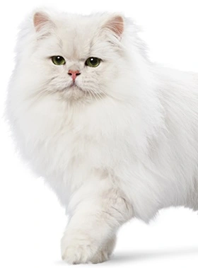 Ever Clean Multiple Cat Kattegrus 10 L