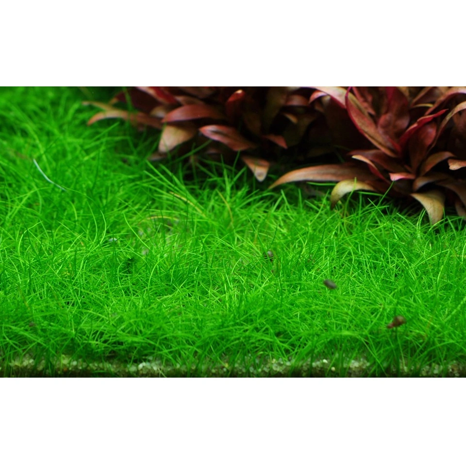 Tropica Eleocharis acicularis Mini 1-2-GROW x 3