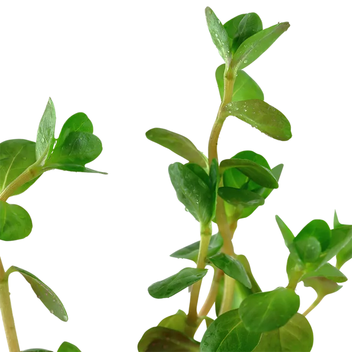 Tropica Akvarieplante i potte Rotala rotundifolia