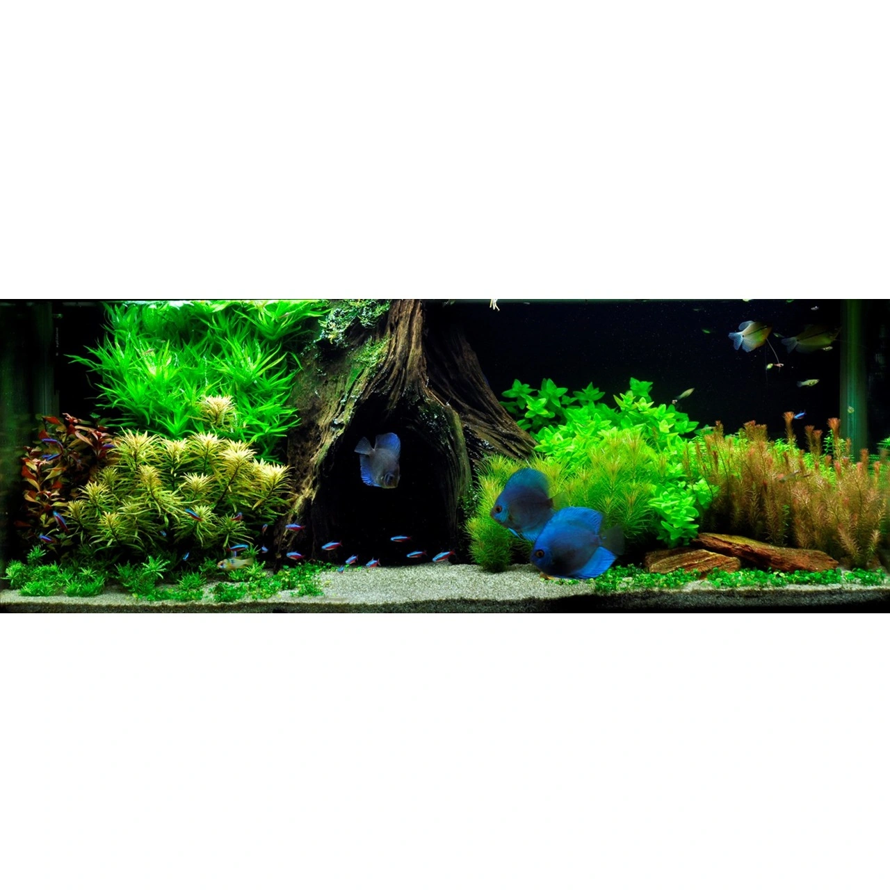 Tropica Marsilea hirsuta 1-2-GROW x 3