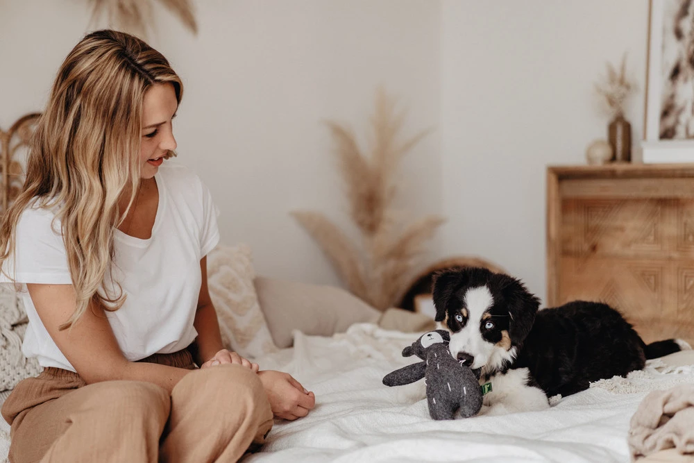 Hunter Tirana Bjørn S - bamse til små hunde