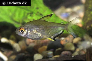 Citrontetra (Hyphessobrycon pulchripinnis)