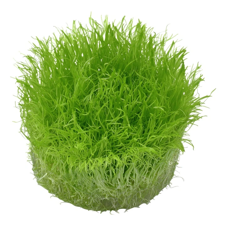Tropica Utricularia graminifolia 1-2-GROW x 3