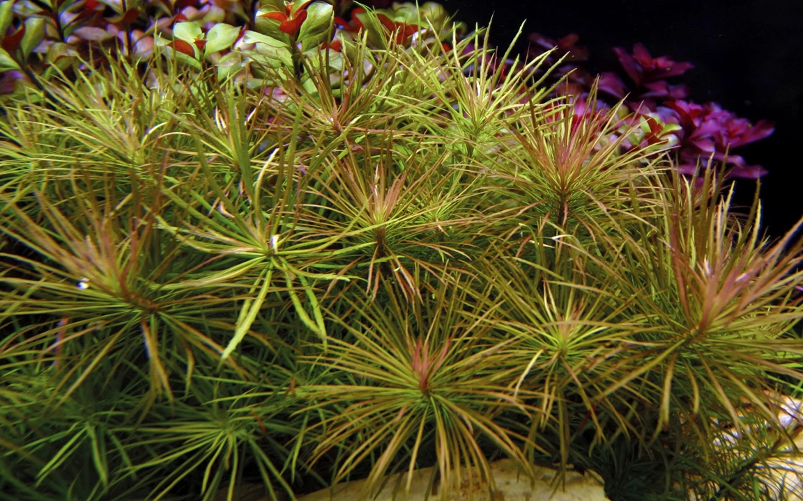 Tropica Akvarieplante i potte Pogostemon stellatus