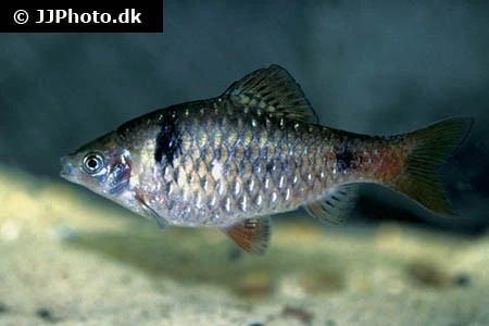 Odessa Barbe Pethia padamya
