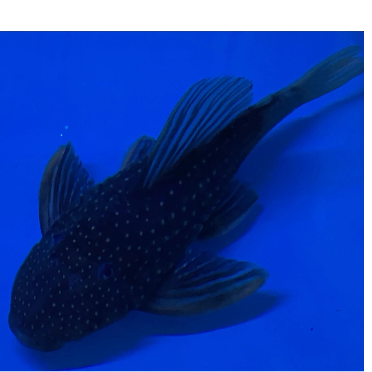 Hypostomus Luteus 22-24 cm Fase 2