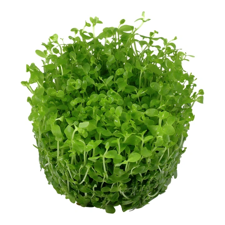 Tropica Micranthemum Monte Carlo 1-2-Grow x 3