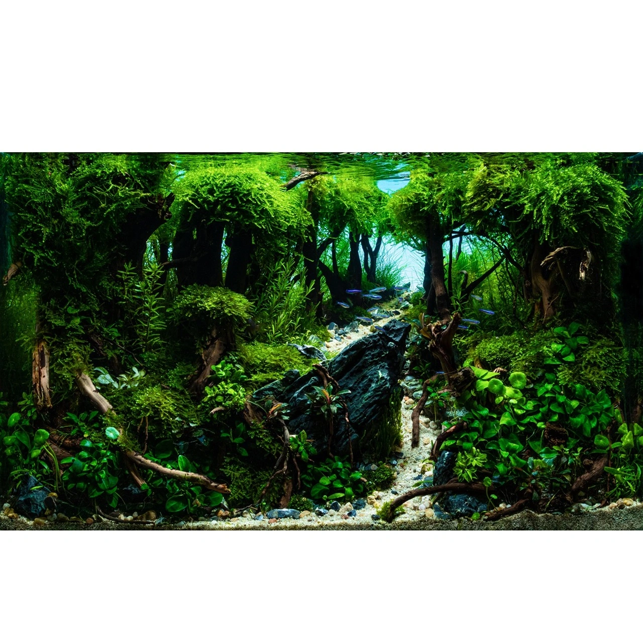 Tropica Gratiola viscidula 1-2-GROW