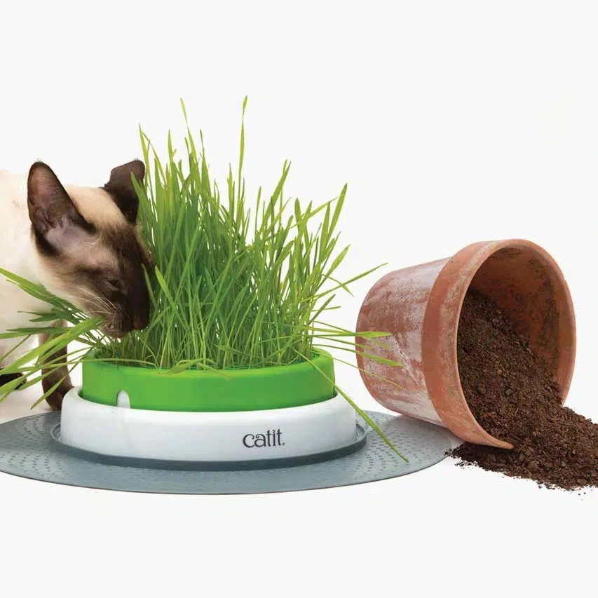 Catit Senses Kattegræs