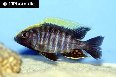 Aulonocara Maylandi