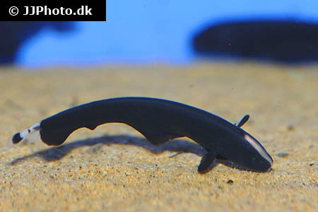 Black Ghost (Apteronotus albifrons)