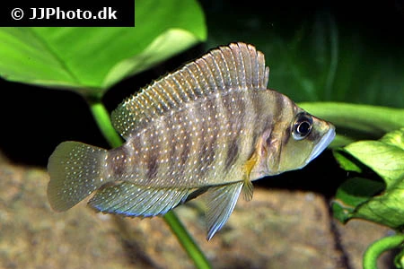 Altolamprologus compressiceps