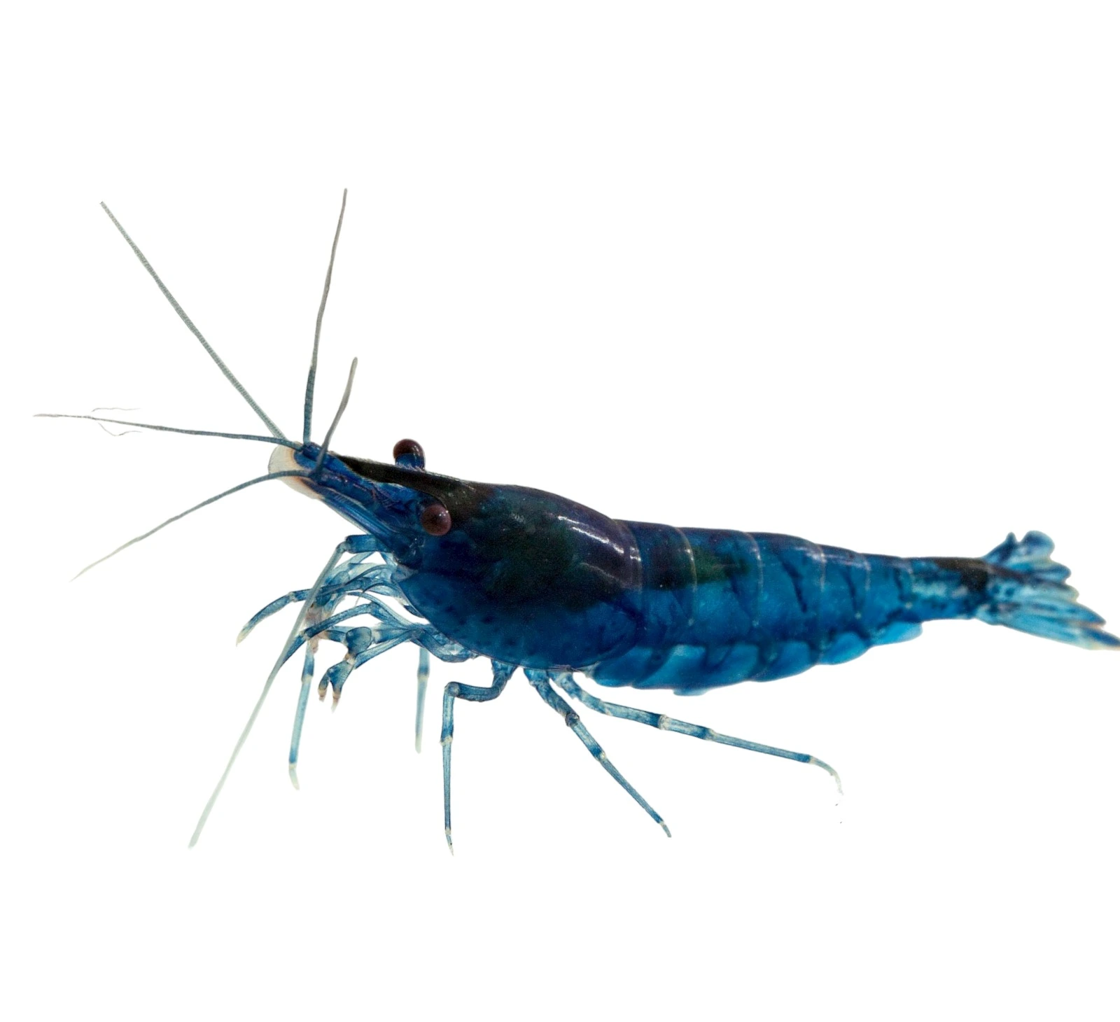 Neocaridina Davidi Blue Mary Reje