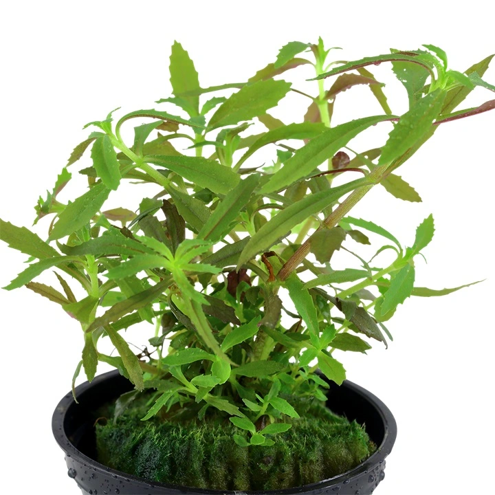 Tropica Akvarieplante i potte Limnophila hippuridoides