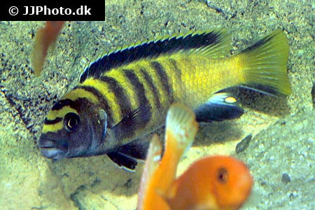 Chindongo Flavus (Tidl. Pseudotropheus Flavus)