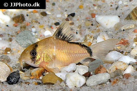 Pansermalle Corydoras Metae