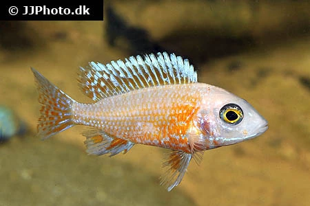 Ild Påfugle Cichlide (Aulonocara sp. Firefish)