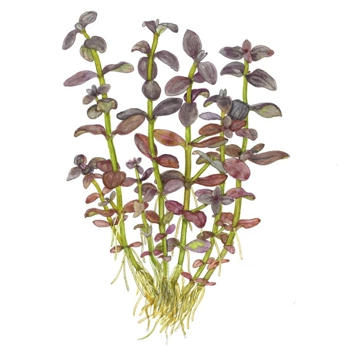 Tropica Akvarieplante i potte Bacopa salzmanni Purple